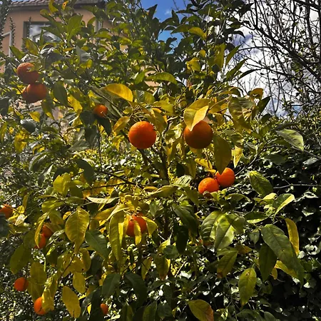 Sveva Homestay szállás